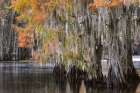 Bald cypress trees and autumn colors in southern swamp, Caddo Lake, Texas. Art Print